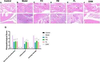 Anti-rheumatoid arthritis effects of traditional Chinese medicine Fufang Xiaohuoluo pill on collagen-induced arthritis rats and MH7A cells